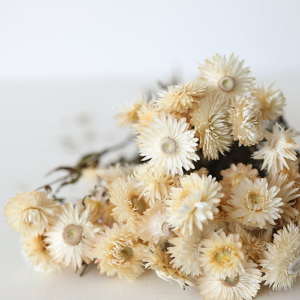 Helichrysum