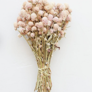Gomphrena