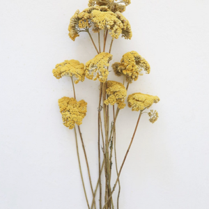 Achillea gialla