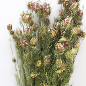 Nigella
