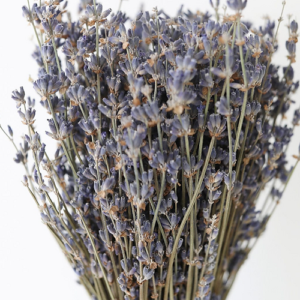 Lavanda