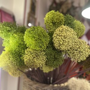 fiore d'Aglio